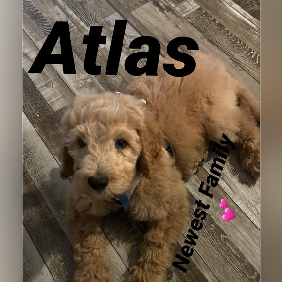 Meet your Posher, Alexandra - Picture 14 of 14